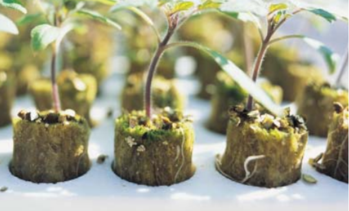 French Seedling Tray with Grodan Rockwool Plugs